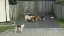 Still from video footage of Western Hunt hounds killing a pet cat. Moments later a hunt official picks up the cat's body and throws it over a fence. Police are investigating Still from video footage of Western Hunt hounds killing a pet cat. Moments later a hunt official picks up the cat's body and throws it over a fence. Police are investigating